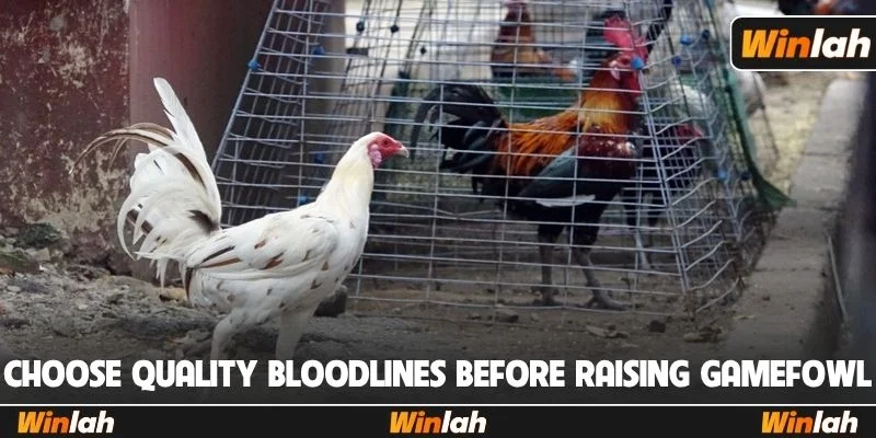 Choose quality bloodlines before raising gamefowl