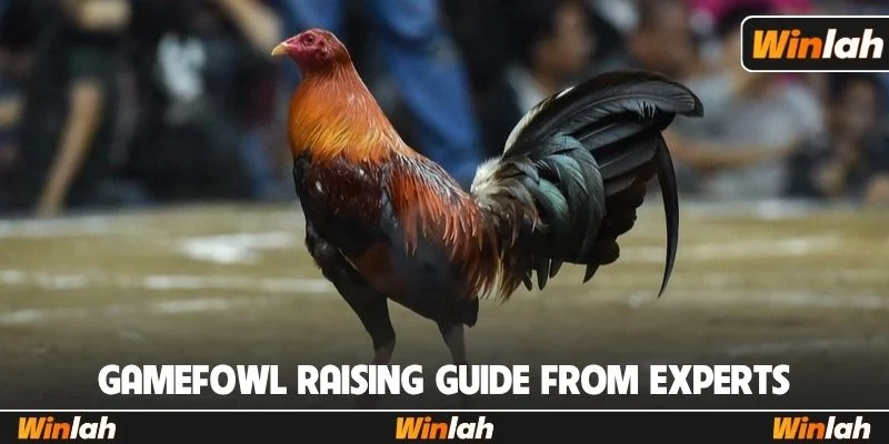Gamefowl raising guide from experts