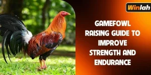 gamefowl raising guide