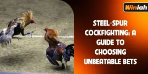 Steel-Spur cockfighting