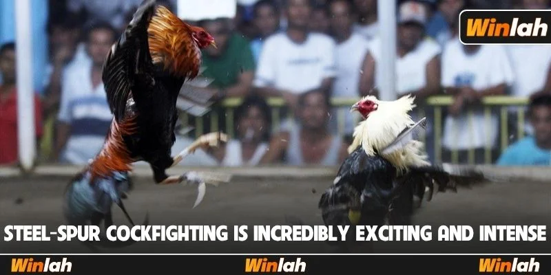 Steel-Spur cockfighting is incredibly exciting and intense