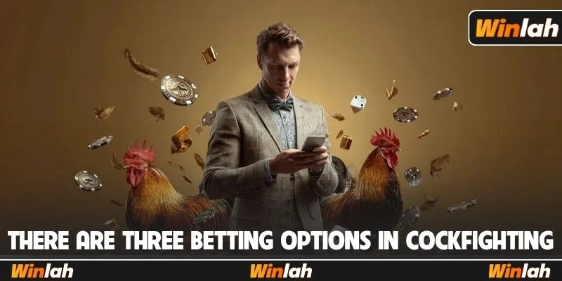 There are three betting options in live online cockfighting