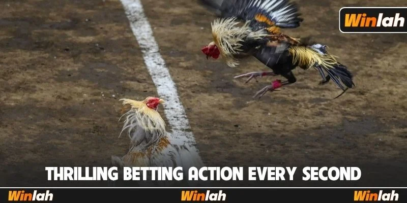 Thrilling betting action every second