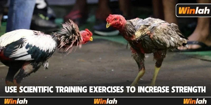 Use scientific training exercises to increase strength
